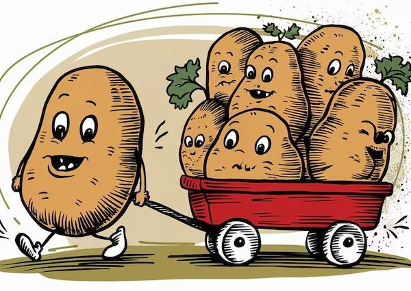 DISTRIBUTION GRATUITE DE POMMES DE TERRE